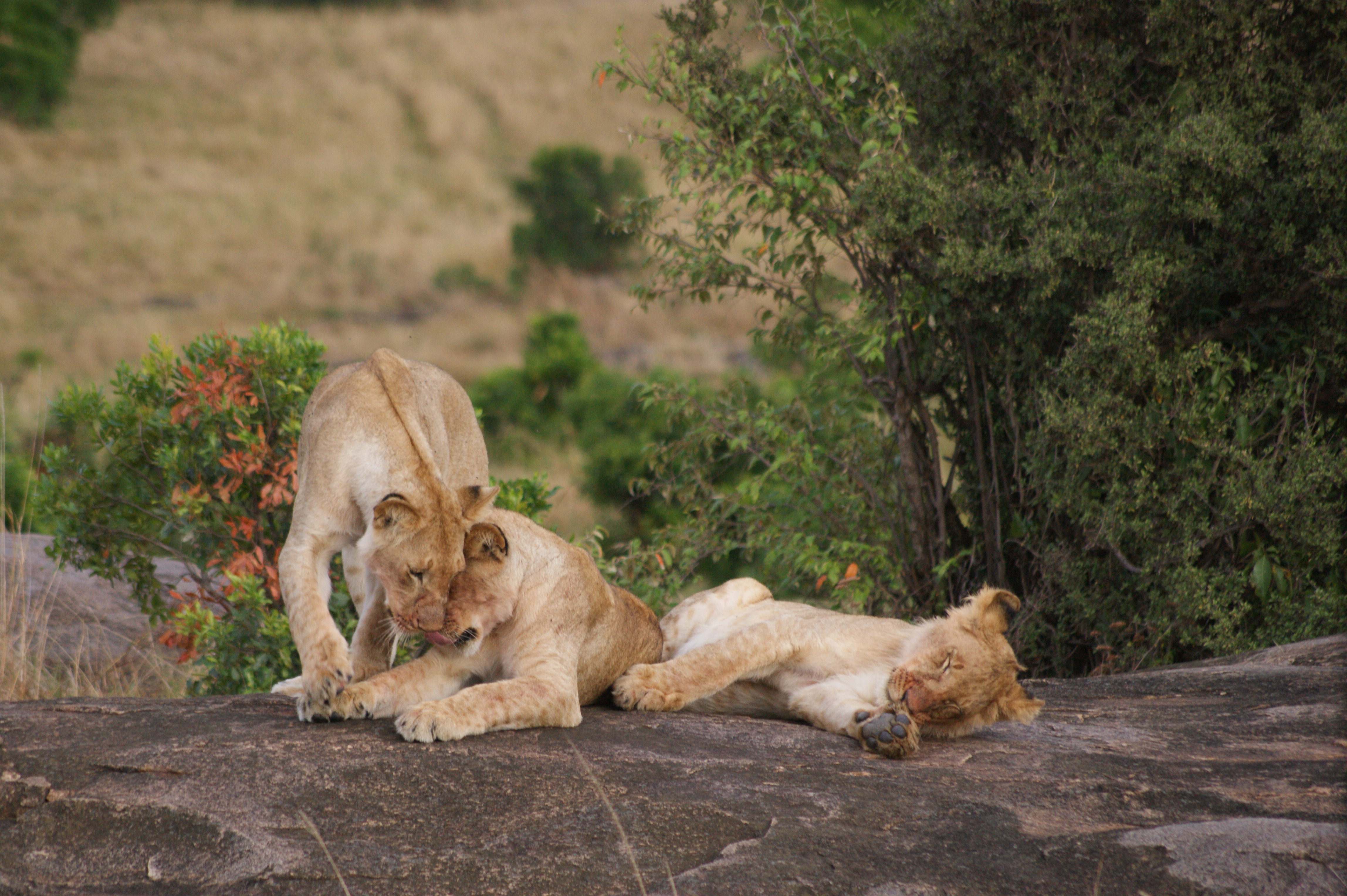 Ultimate Botswana Wilderness Camping safari itinerary