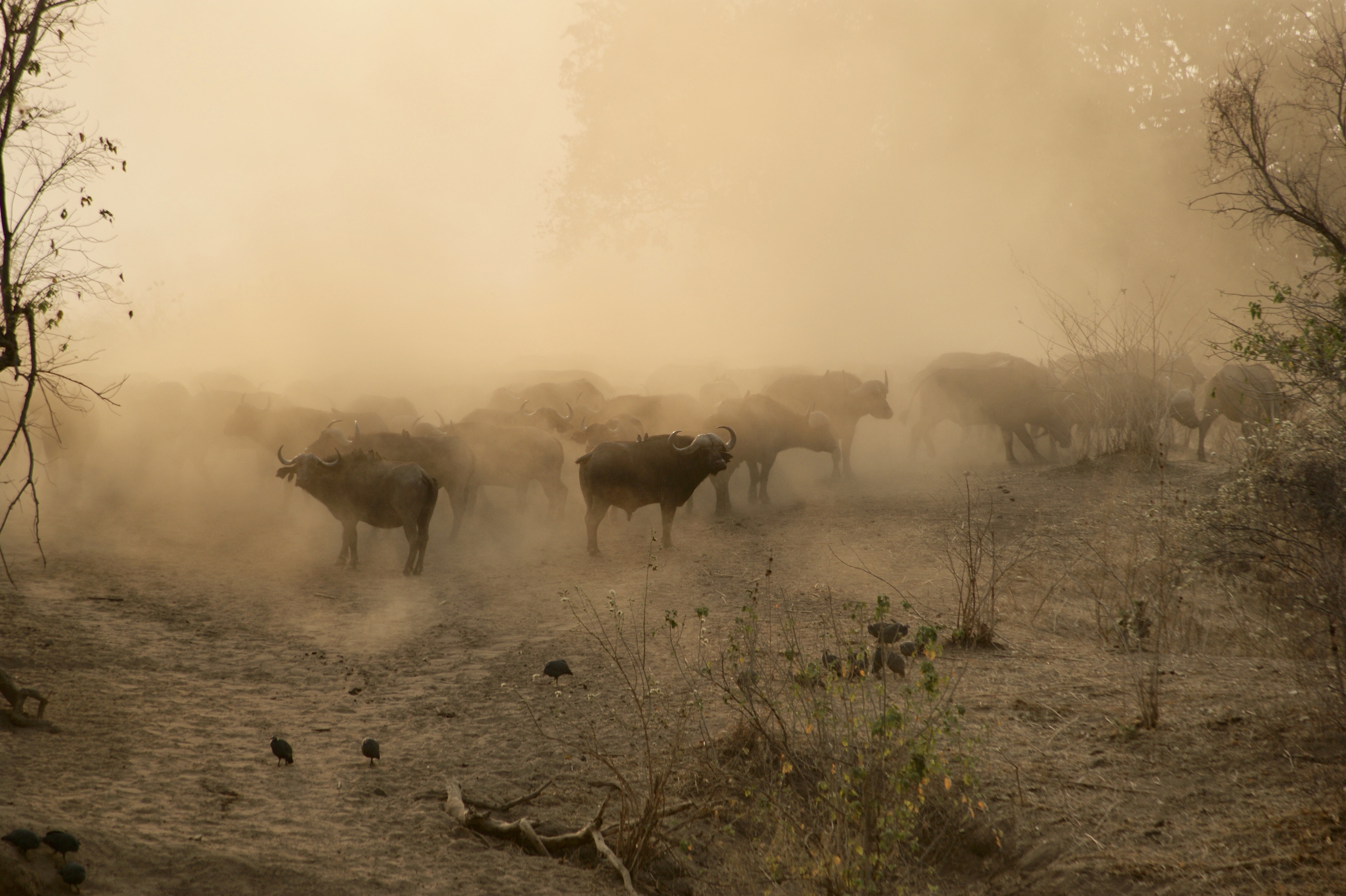Zambezi to Falls Wilderness Camping safari itinerary