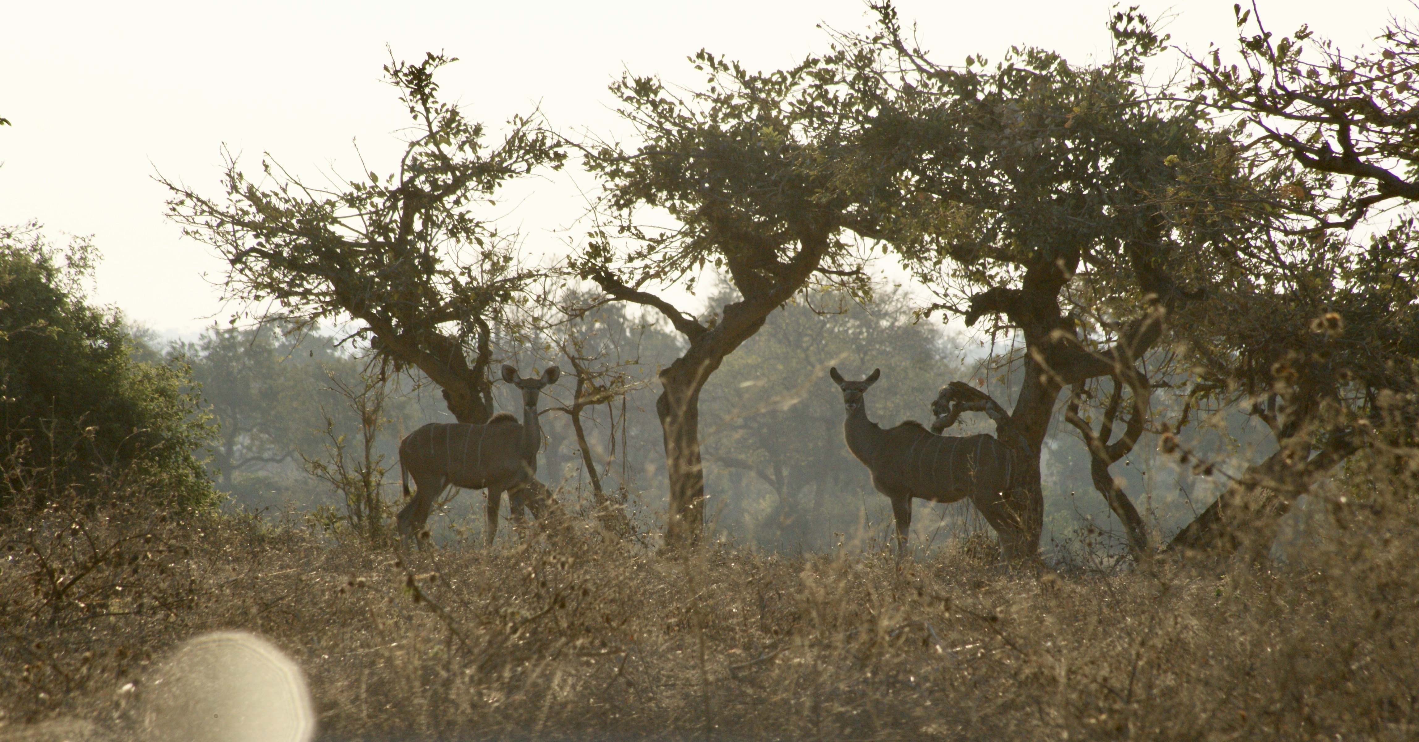 Full Zimbabwe Circle Wilderness Camping safari itinerary