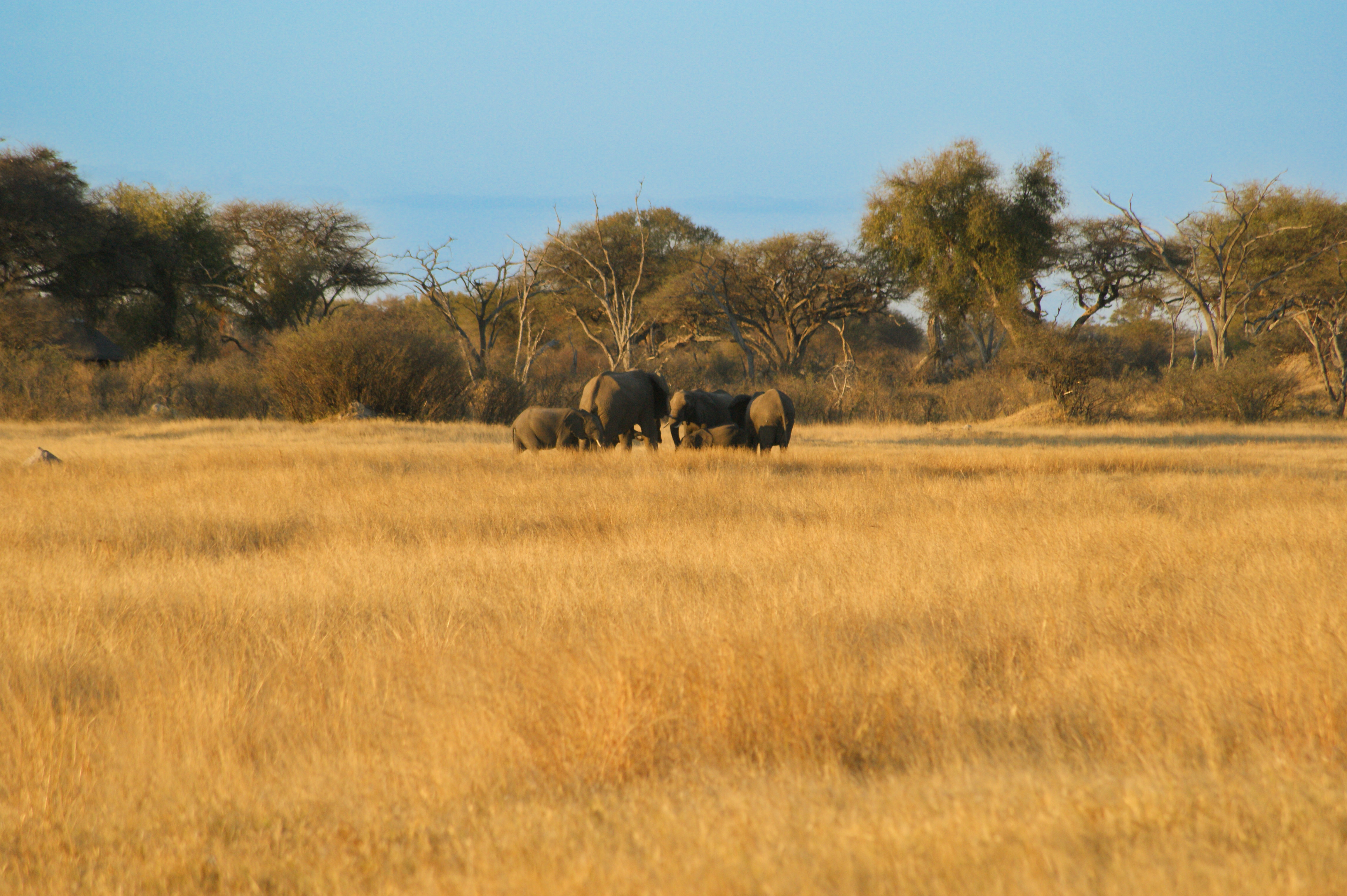 DAYS 10–13 – HWANGE – SCALE AND WILDLIFE DENSITY