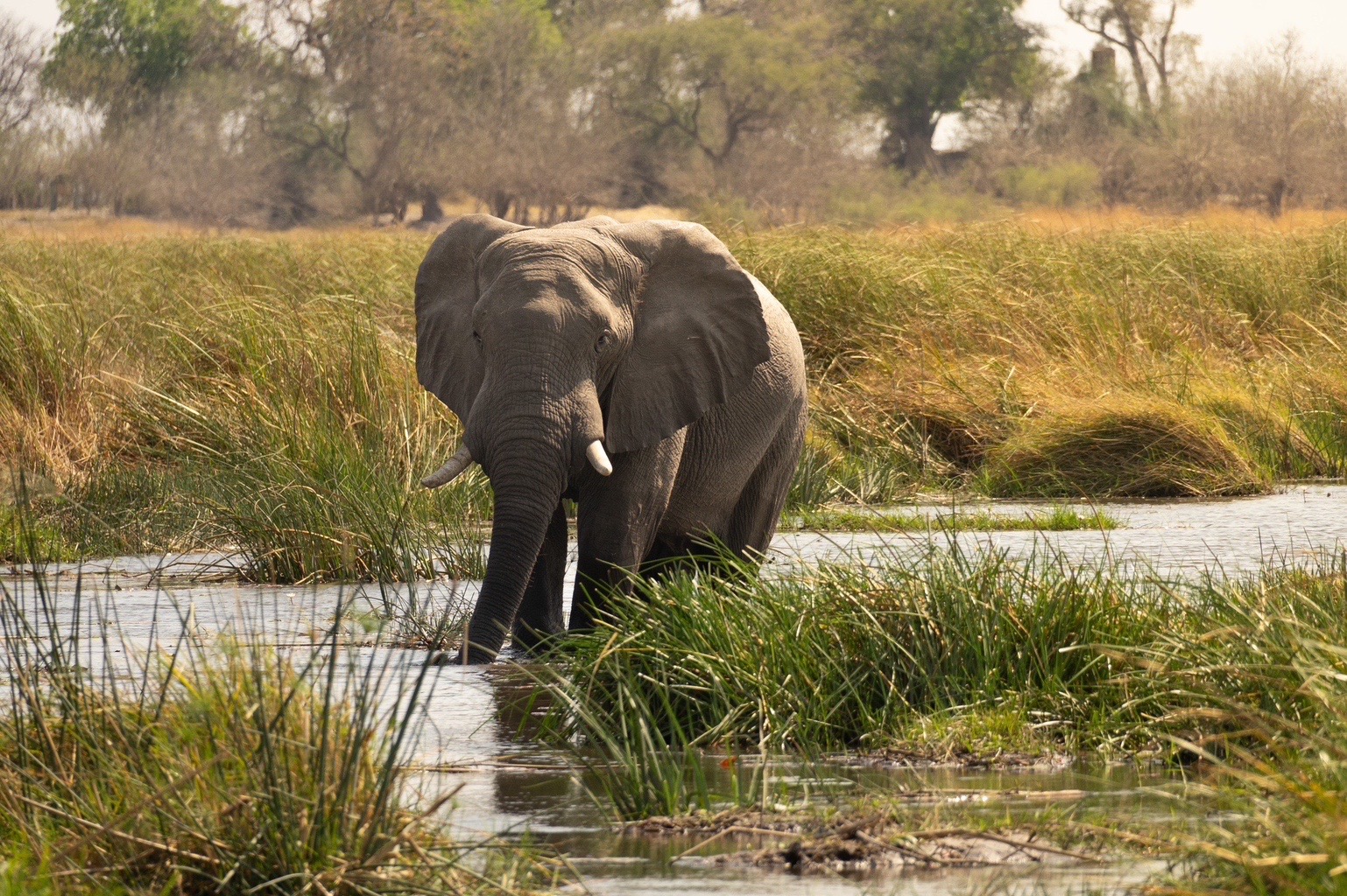Days 1: Maun – Gateway to Wilderness