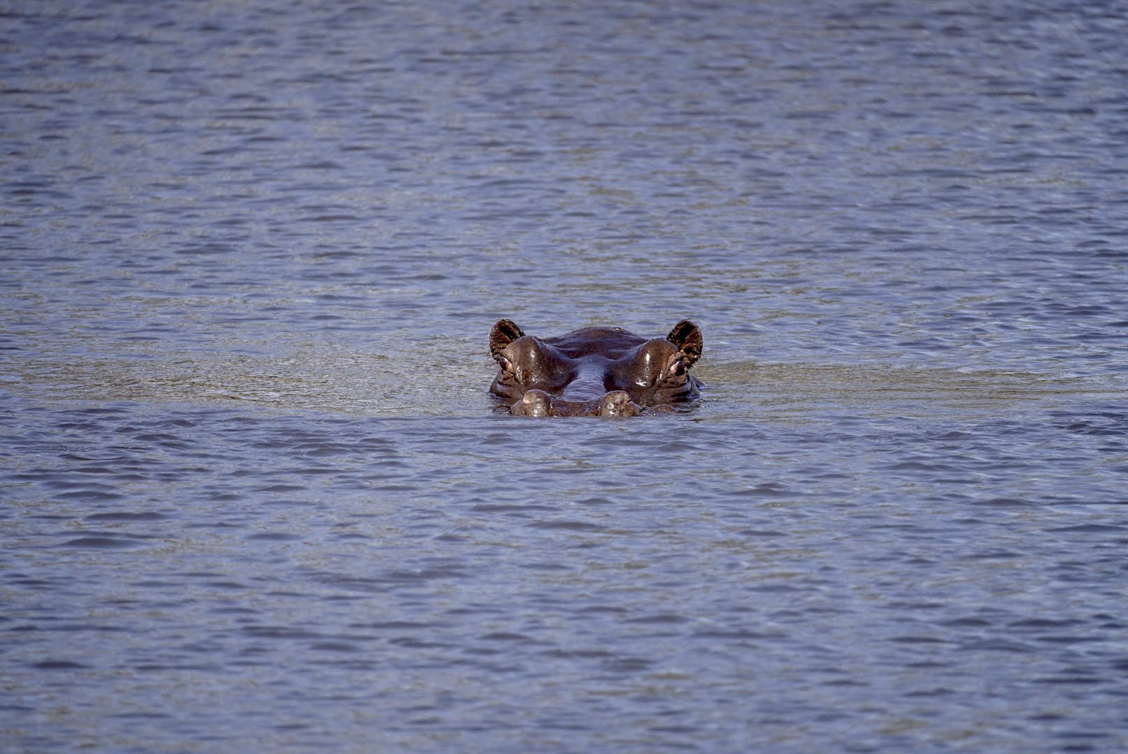 Days 1–3: Chobe & Kasane – River Beginnings