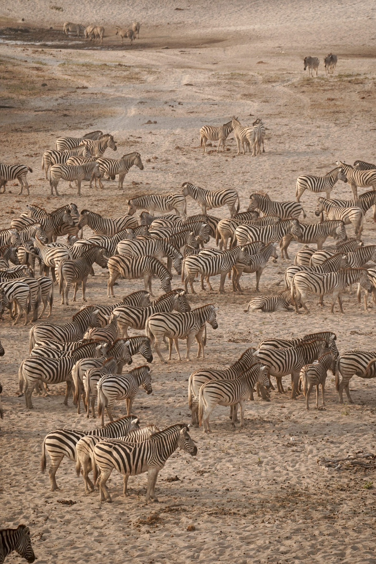 Days 2–3: Makgadikgadi Pans – Salt Flats and Flamingos