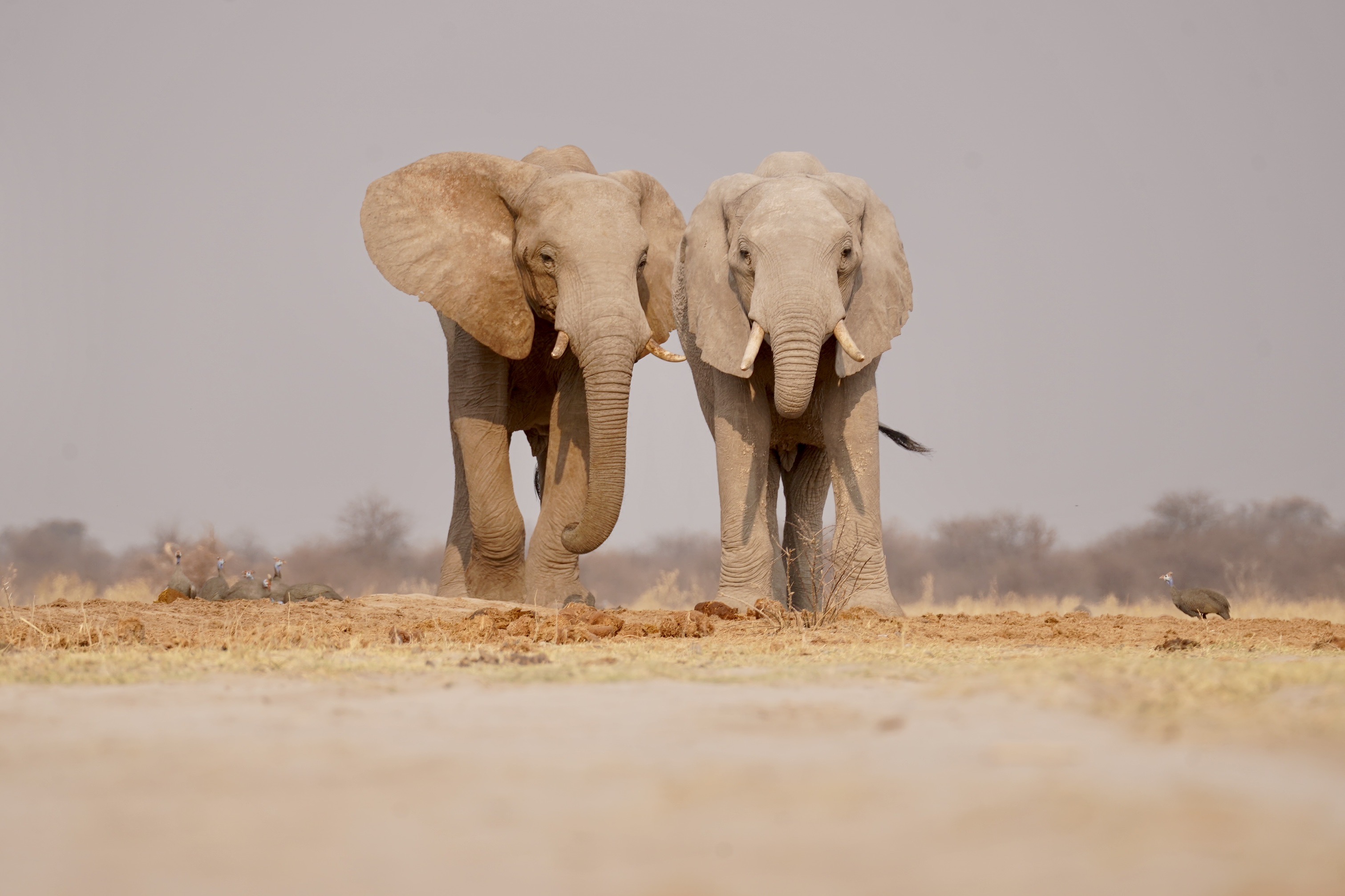 Days 4–5: Nxai Pan – Savannahs and Zebras