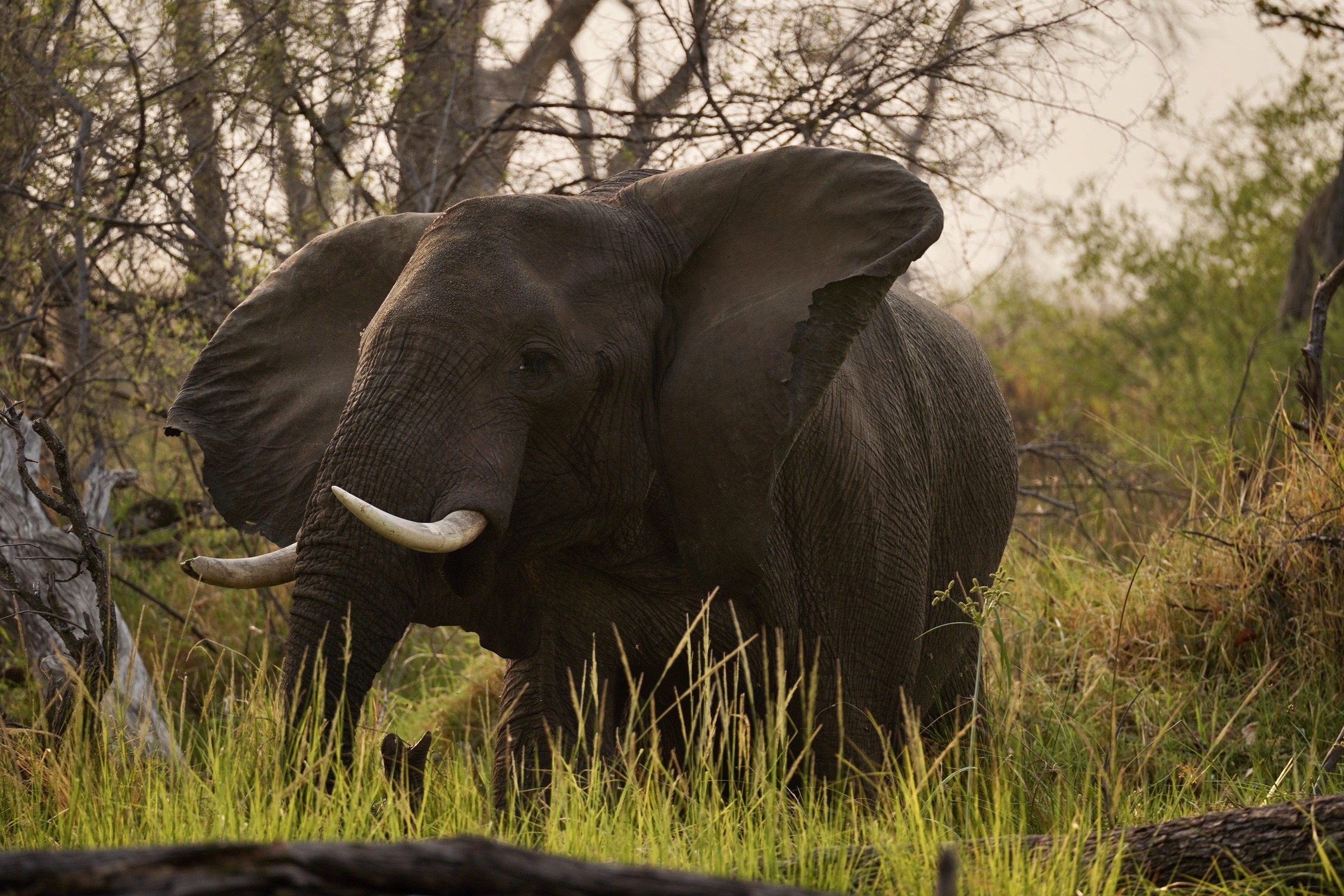 Days 12–13: Okavango Delta – Private Mobile Camp
