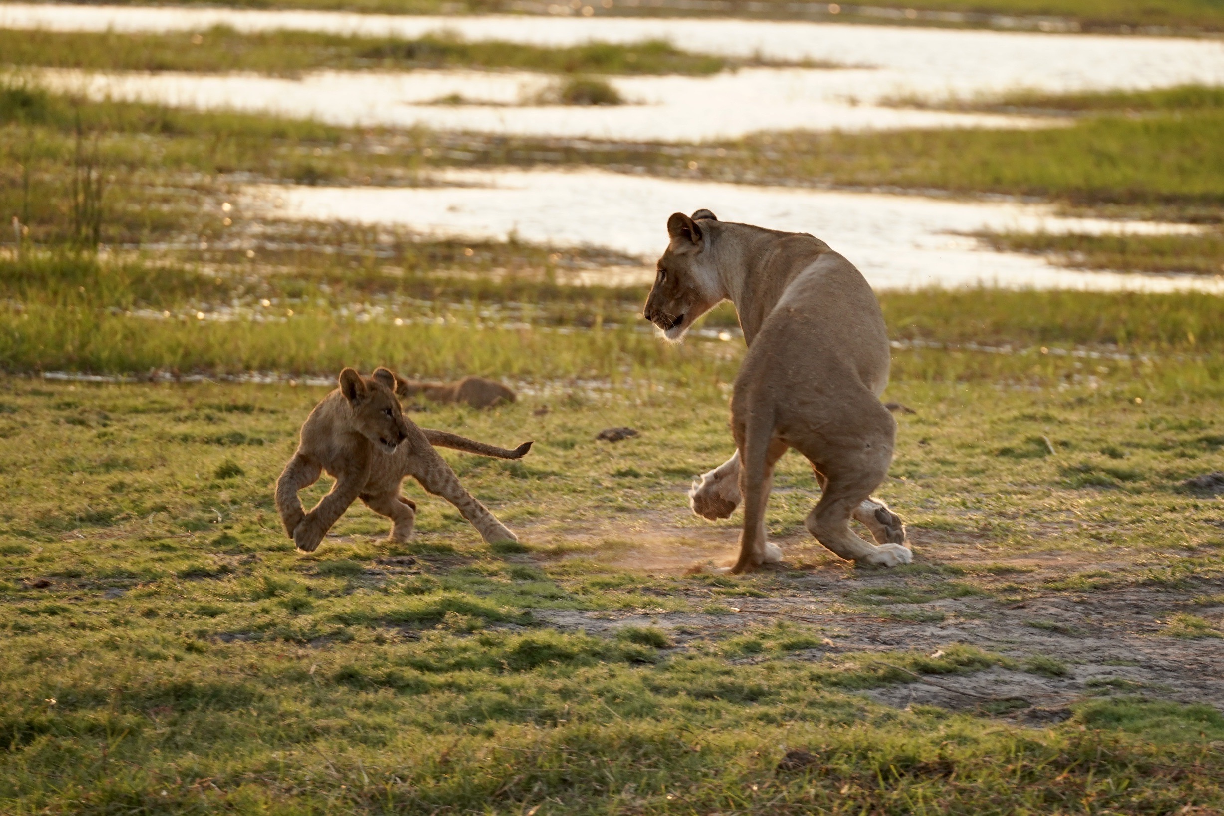 Desert to Water Luxury safari itinerary