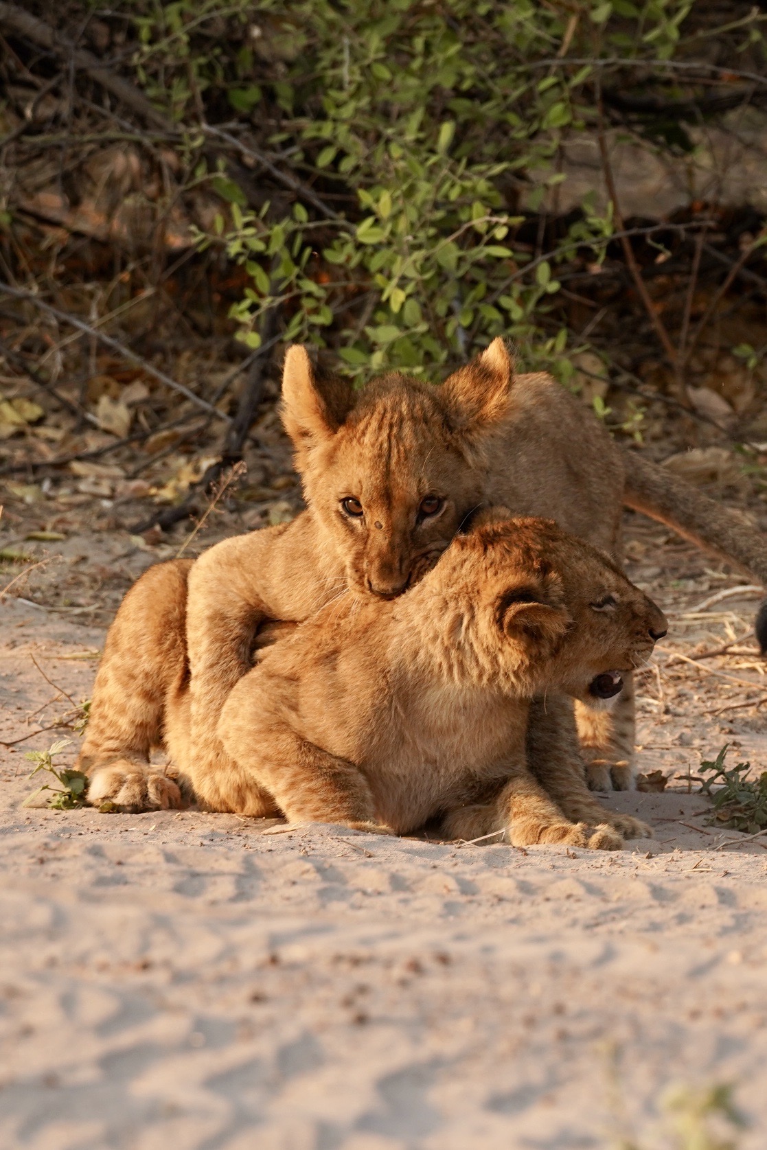 Ultimate Botswana Luxury safari itinerary