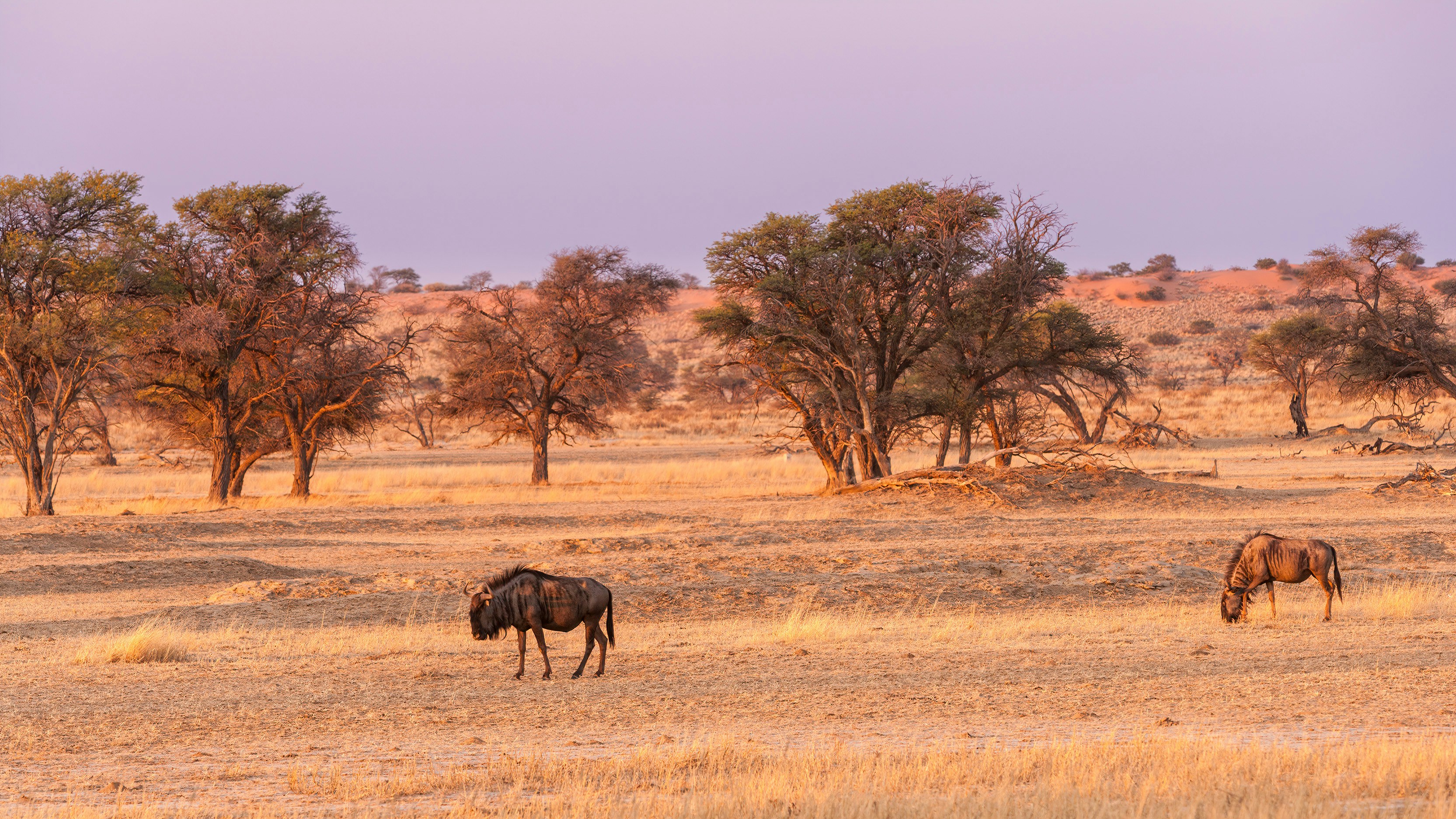 Days 2–5: Central Kalahari – Endless Sands and Silence