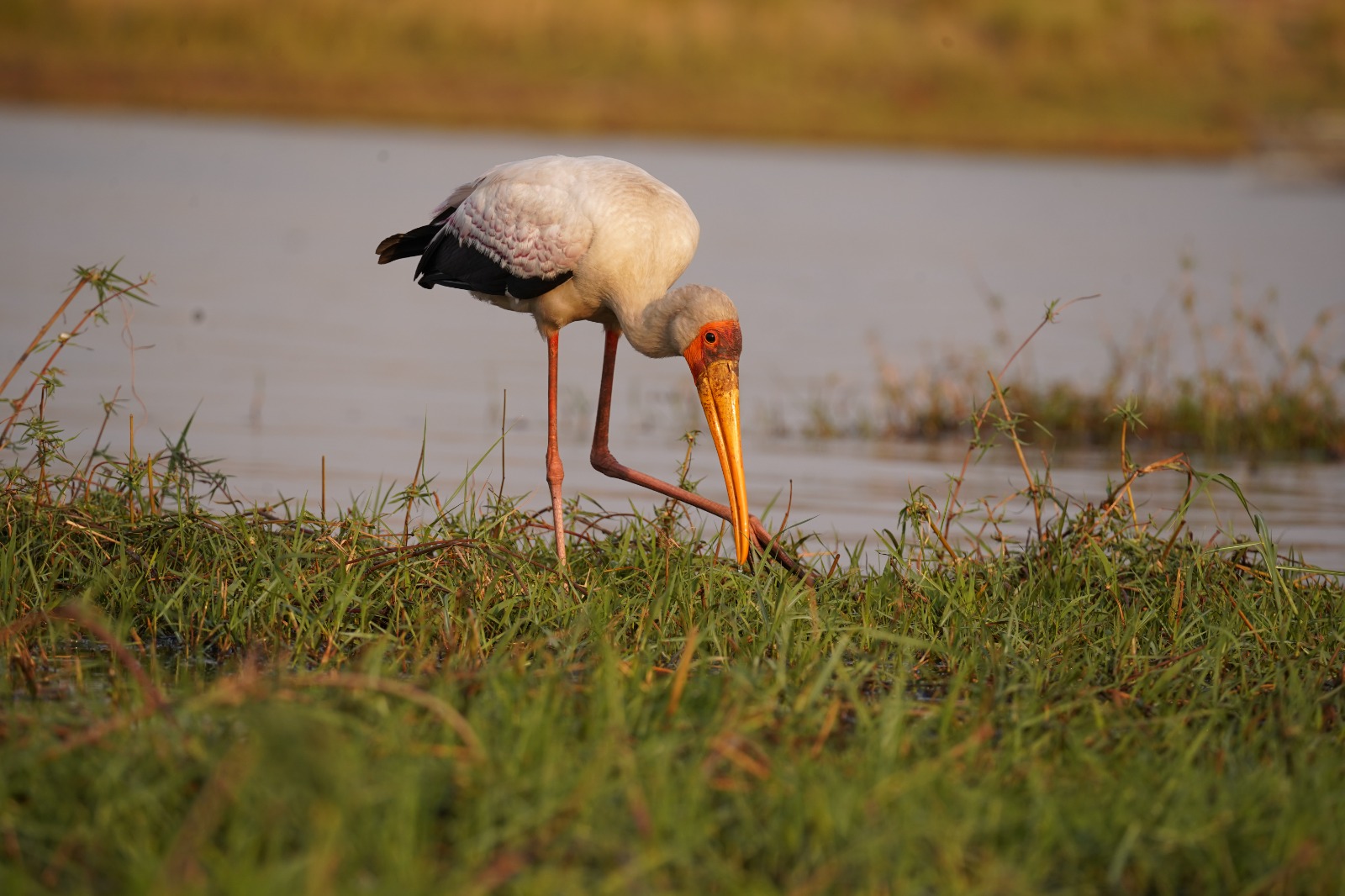 DAYS 12–13 – CHOBE NATIONAL PARK – RIVERFRONT WILDLIFE