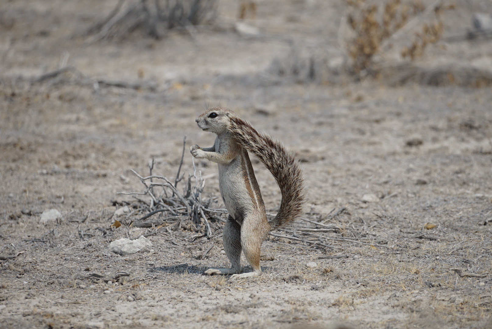 Days 11–12: Etosha National Park – Salt Pans and Safari Adventures