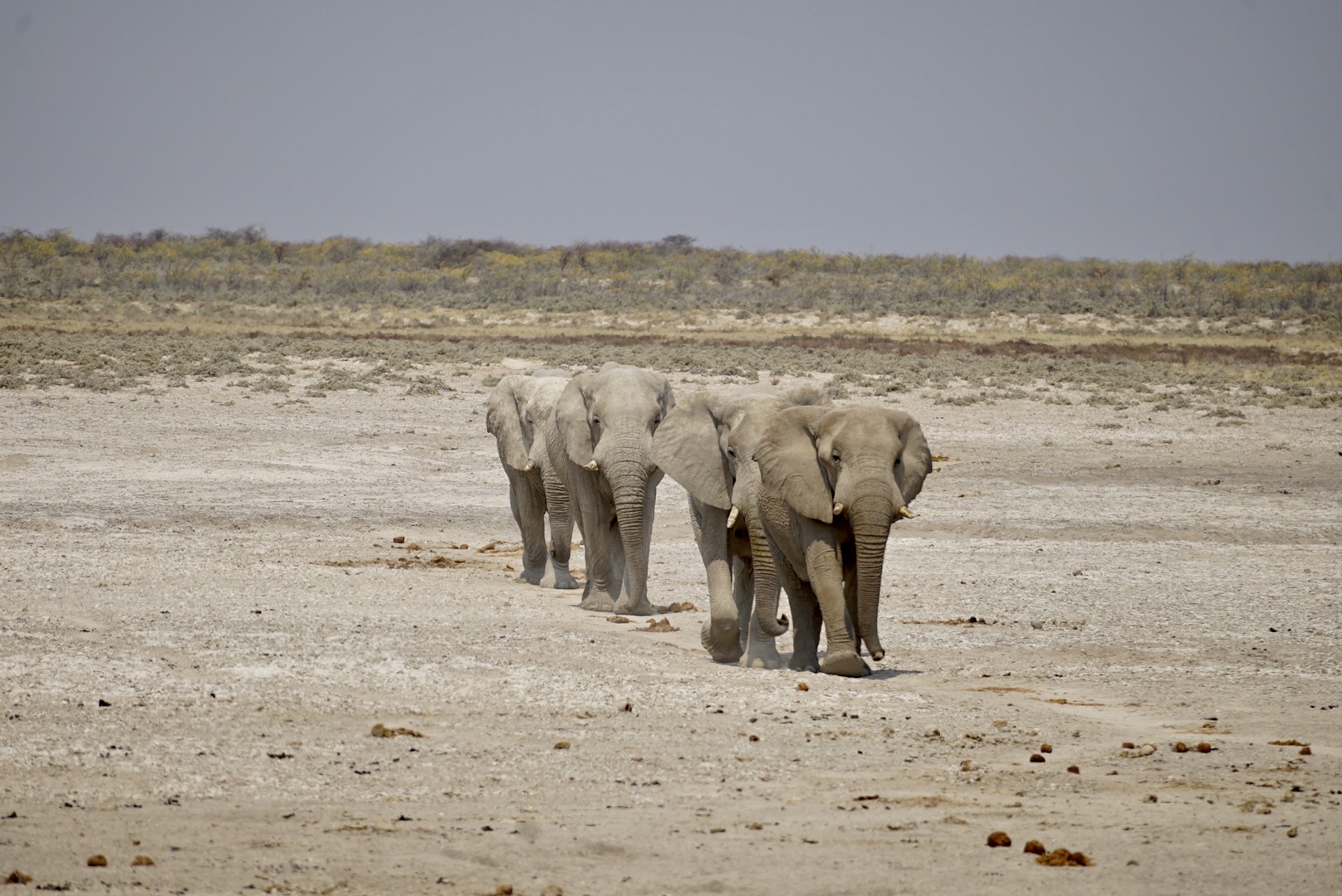 Days 11–12: Etosha National Park – Salt Pans and Safari Life