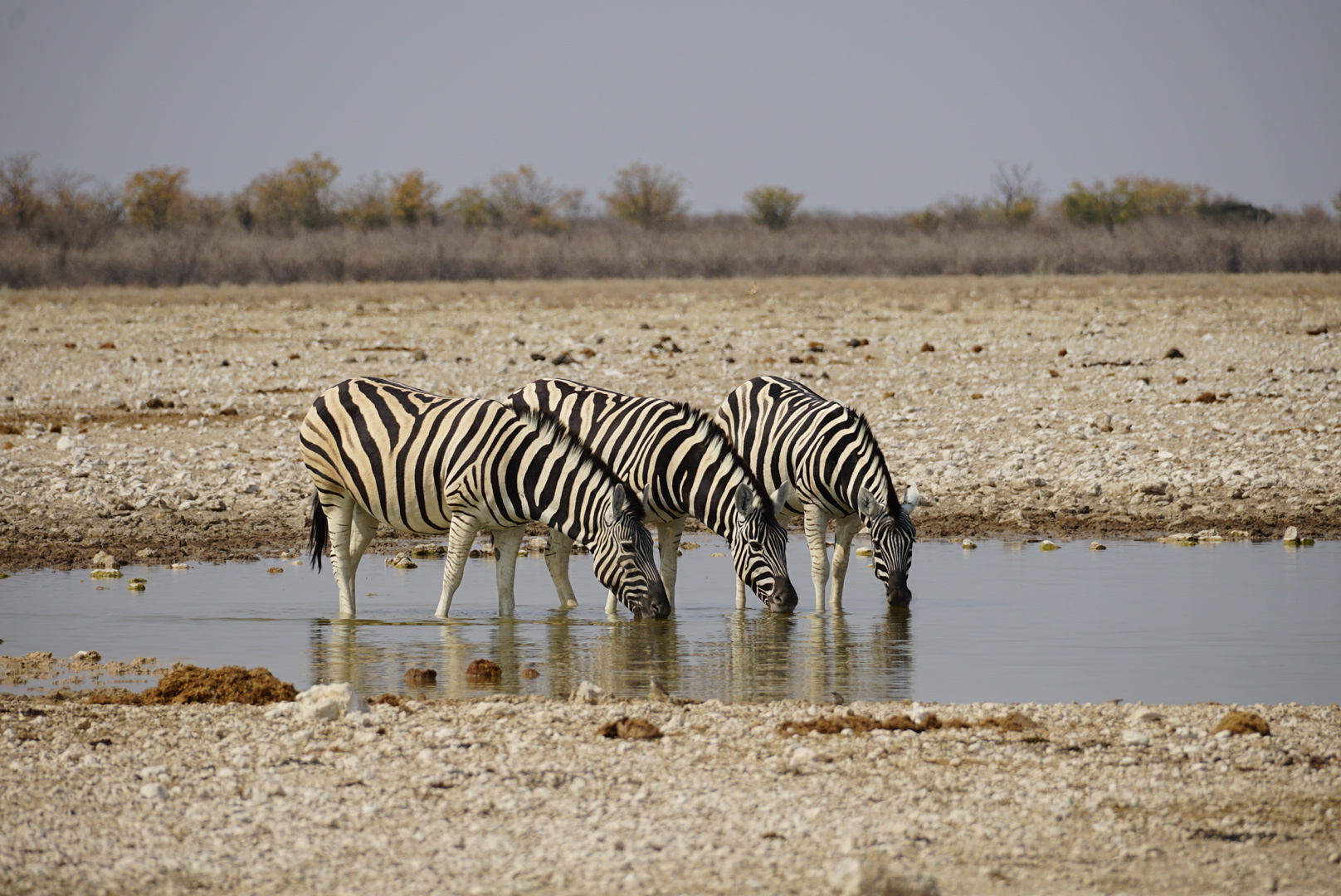 Days 8–10: Etosha – The Wildlife Heartland