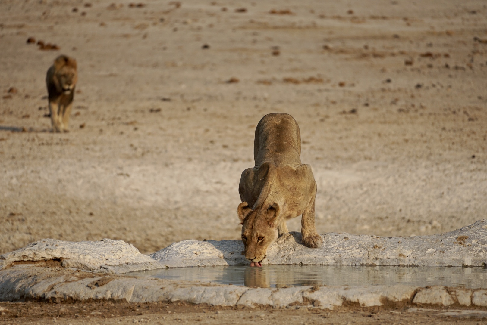 Days 11–13: Etosha – Wildlife Heartland