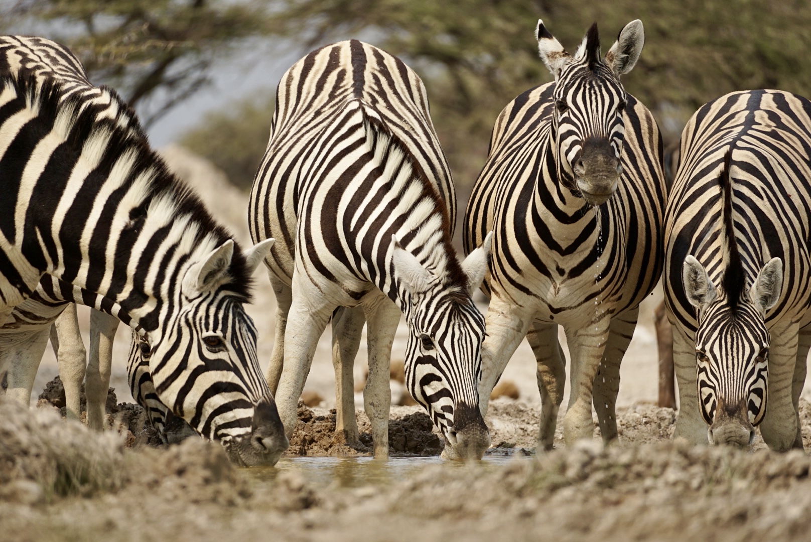 Ultimate Namibia Luxury safari itinerary