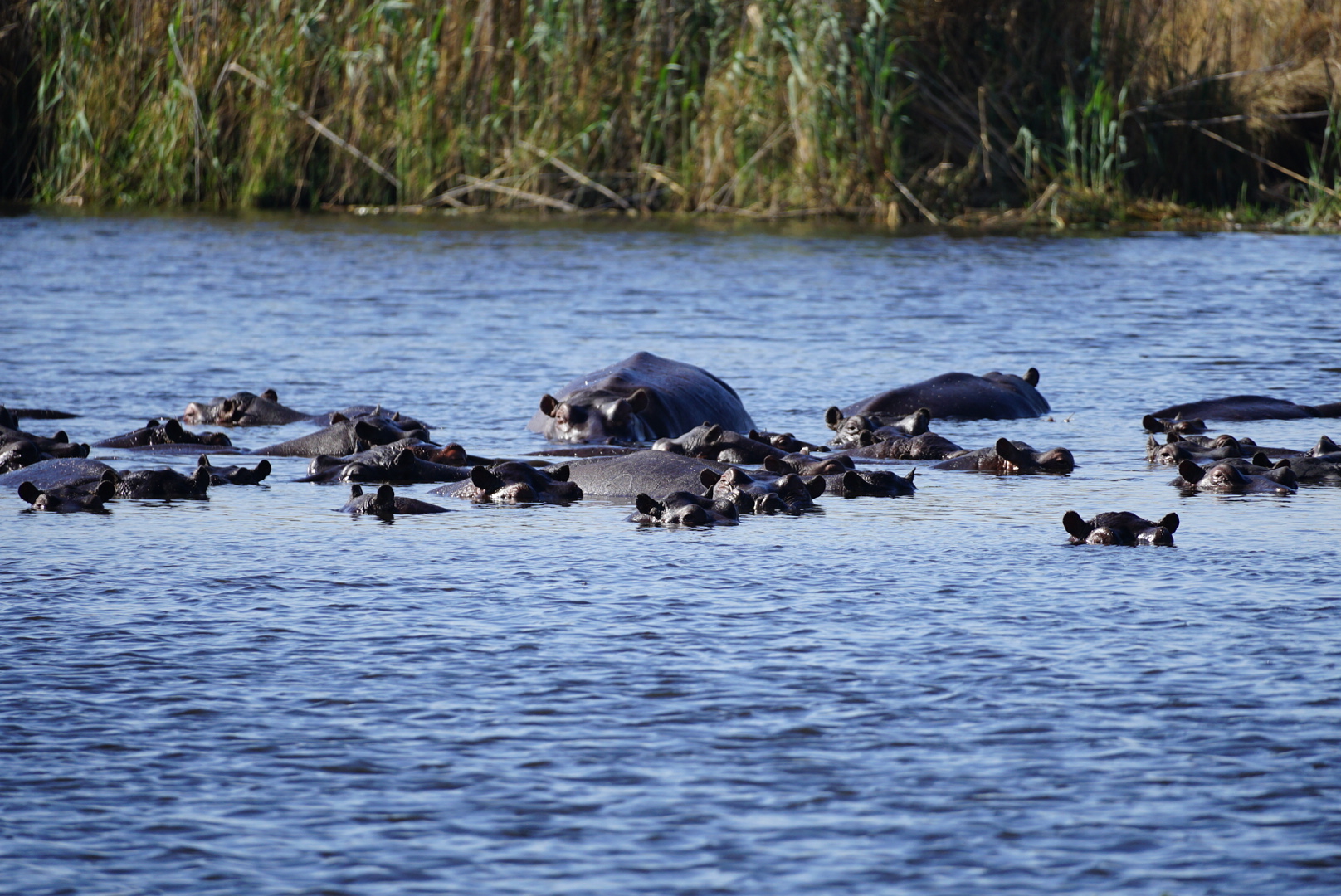 Days 13–16: Caprivi & Chobe – Rivers, Forests and Elephant Herds