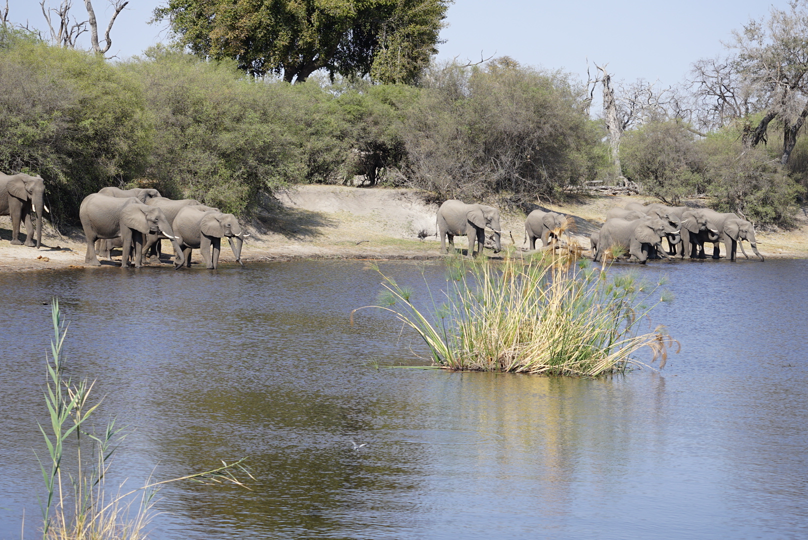 Days 11–15: Caprivi & Chobe – Rivers, Floodplains, and Wild Africa